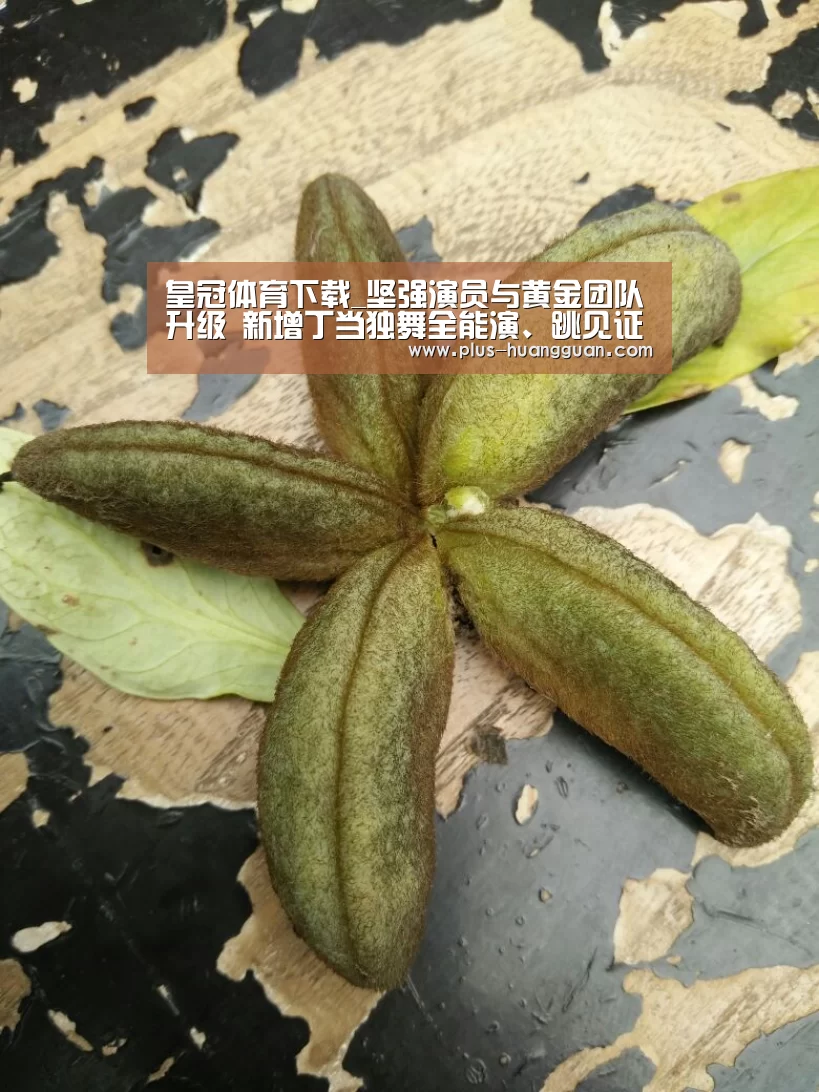 皇冠体育下载_坚强演员与黄金团队升级 新增丁当独舞全能演、跳见证阿美追梦路(图2) 皇冠娱乐
